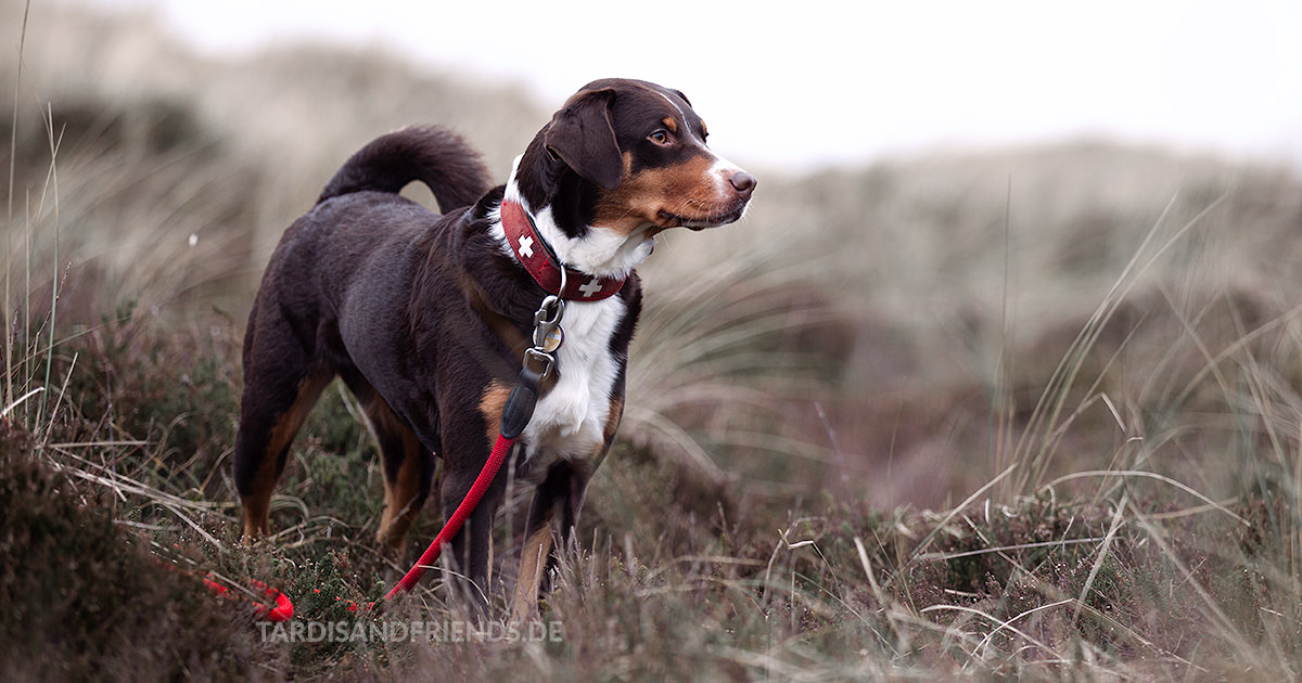 Läufigkeit der Hündin der Zyklus erklärt!