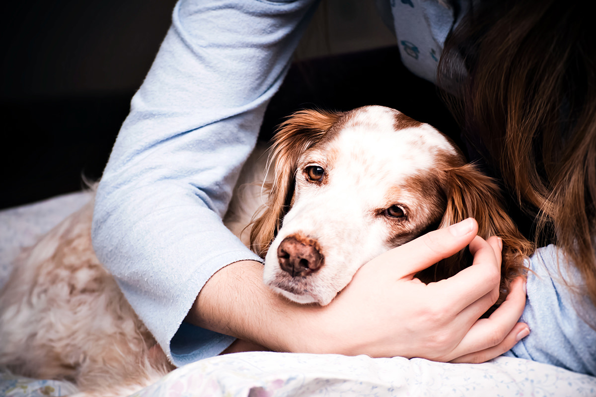 Notfall Hund – Wie erkenne ich einen Notfall und welcher Tierarzt hat heute Notdienst?