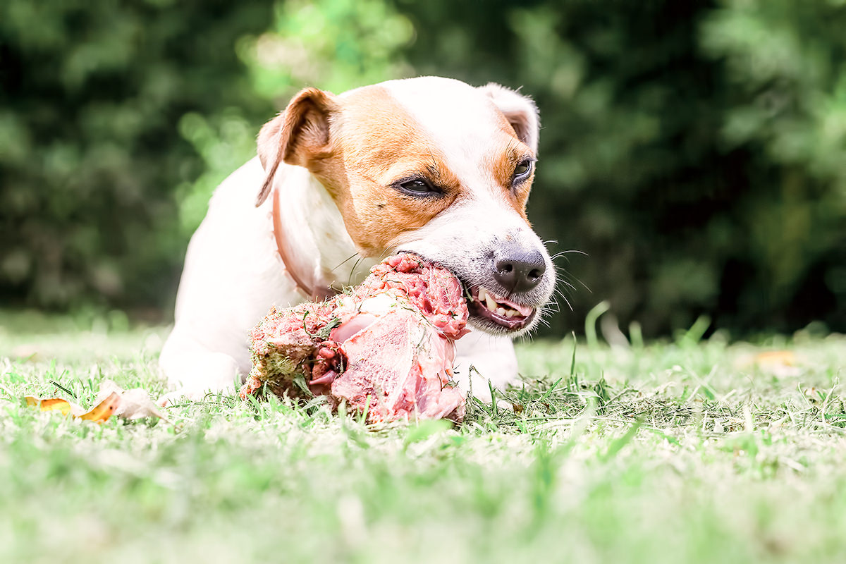 Von BARF zu veganem Hundefutter –  Ist weniger Fleisch in der Hundeernährung sinnvoll?